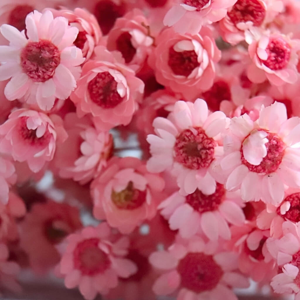 Sušená Glixia – tmavě růžová, detail květů